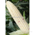 Chinese Hybrid F1 White Sweet Waxy Glutinous Corn Seeds Maize Seeds For Growing